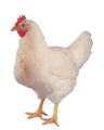 logo of Texas Poultry Shrink Bags